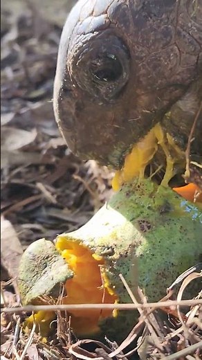 The little details of a giant tortoise eating a mango