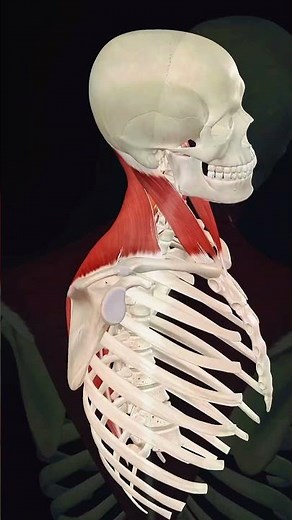 Levator Scapula Muscle & Neck Lateral Flexion Explained in 10 Seconds