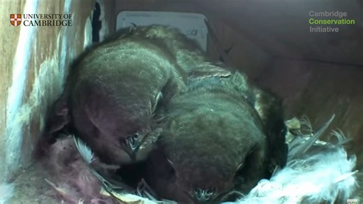 13K views · 213 reactions |  We've got our very own version of BBC Springwatch at Cambridge University! 諸 Watch the livestream of the swifts nesting at the David Attenborough Building at the Cambridge Conservation Initiative  https://www.youtube.com/watch?v=DQylSTNwUq4 #Springwatch #Cambridge #CambridgeUniversity #UniversityOfCambridge #Swifts #Nature #NestCam #Conservation | University of Cambridge | Facebook