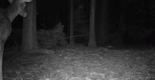 Mountain Lion Stalks Deer in Nail-Biting Trail Camera Footage