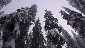 Snowflakes Falling on Camera in Forest Trees