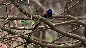 48K views · 4.4K reactions | Good morning #Birds & #Nature! Black paradise flycatcher calling (Terpsiphone atrocaudata) Japan, South Korea, Taiwan, Philippines, China, Thailand, Laos, Vietnam, Malaysia, Singapore, Sumatra, Indonesia. | BIRDS & Nature | Facebook