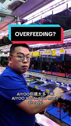 Stop Overfeeding Your Fish: Aquarium Feeding Tips