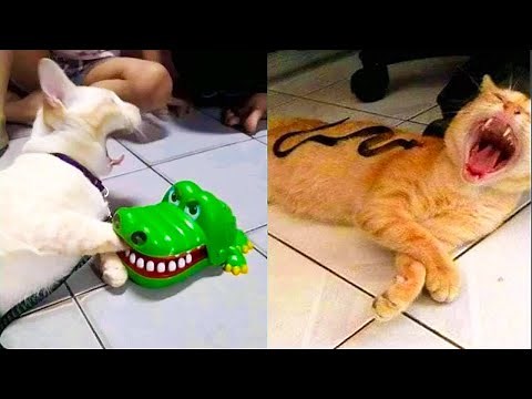 Cat Reaction to Toy - Funny Cat Toy Reaction Compilation
