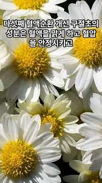 항암 효과까지 있다는 구절초, 이렇게 드세요