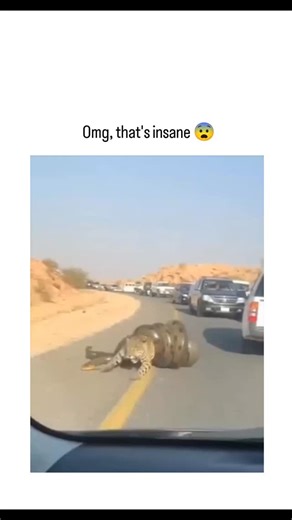 GLOBAL REEL HUB | #The post from shares a 15-second video of a leopard appearing to regurgitate a whole python onto a desert road amid traffic, captioned... | Instagram