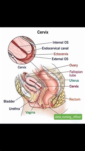 Nursing & Medical Profession 🔵 on Instagram: "Cervix Anatomy 🔬 Let’s Get Anatomical: The Cervix Demystified! Did you know your cervix is more than just a “gatekeeper”? It’s a dynamic structure that plays a crucial role in your reproductive and menstrual health! Here’s a quick breakdown: 📍 Internal OS – The opening toward the uterus. 📍 Endocervical Canal – The passageway in between. 📍 Ectocervix – The part that extends into the vagina. 📍 External OS – The opening into the vagina. It works i