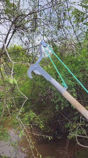 The process of pruning tall tree branches
