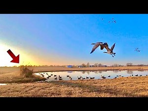 This pond was almost too small | Goose Hunting a city farm pond 2023