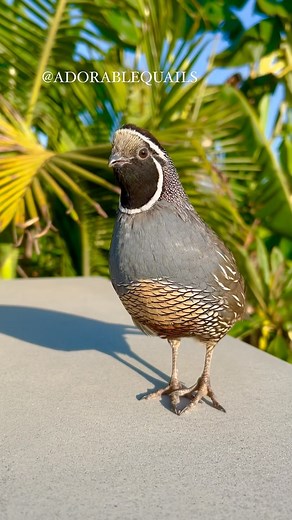 Cute California Valley Quails on Instagram: "Have you ever seen a topknot-less quail? 😂😂 He’s still adorable just a little different 🐥😂💖 . . . . . #pepper #topknot #adorablequails #quails #birds #borbs #birdsofinstagram #birdlover #birdphotography #birdwatching #birdfreaks #birds_adored #adorable #adorableanimals #cuteanimals #animalplanet #animalkingdom #pets #exotic #nature #explore #baby #California #californiaadventure"