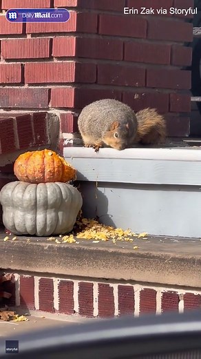 Obese squirrel has piled on the pounds by eating Ohio woman's pumpkins