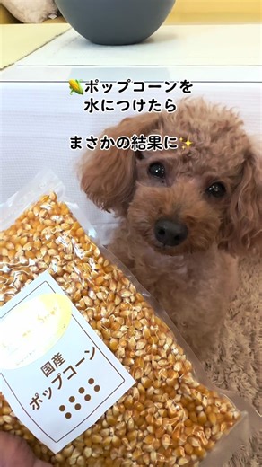 水につけたポップコーンの驚くべき変化