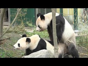 Pandas Mate at Schönbrunn Zoo, Vienna