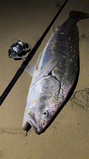 Athletic Mulloway Fishing Techniques in Perth