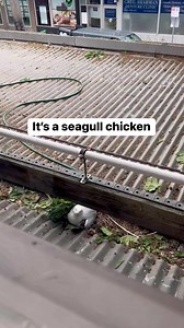 24K views · 128 reactions | SEAGULLS ARE THE RABBITS OF THE SKY. They breed all year round, and I know: because our office window looks out onto a seagull nesting area 﫣 they drive me crazy (they’re aggressive and loud) but lord they are cute when they hatch. | Kacie Stephens | Facebook