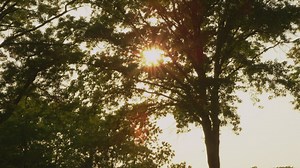 Seeds blowing in the wind - Free Stock Video