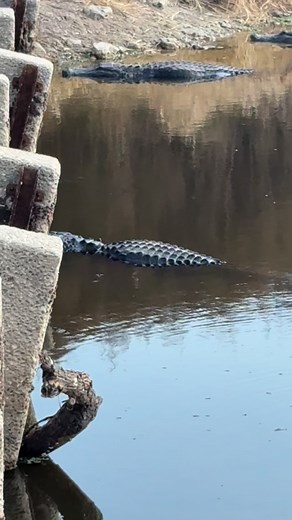 First bison, then it was a good gator walk day! Woo hoo! Our walk is on the La Chua Trail at Payne’s Prairie just outside Gainesville. . . . #lachuatrail #paynesprairie #florida #alligator #floridanature #wildflorida | Gen X does Disney