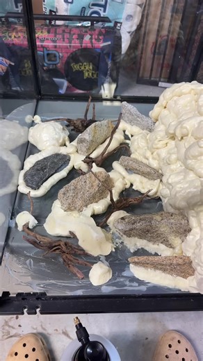 Creating a DIY Bioactive Vivarium: Trust the Process