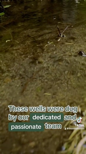 7.7K views · 158 reactions | The #Burros of Land Management need your support! #takeaction to #savewildburros and sustain the health, diversity, and productivity of our #publiclands! https://linktr.ee/awhc | American Wild Horse Conservation | Facebook