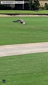 A three-legged alligator was spotted trying to make its way across a golf course in Bonita Springs, Florida. http://bit.ly/2DX1RAj | The National Desk - TND