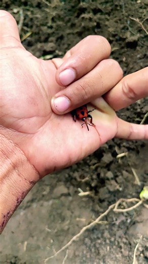 Wow animals 👀 #dogs #nature #insects #crab #cricket #scorpion #tractergame #cartoon #shorts