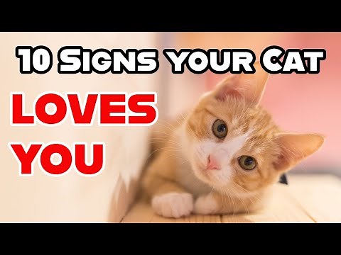 10 Signs Your Cat Loves You (Even if They Act Aloof)