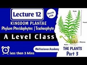 Plant Kingdom Part 3 - Tracheophyte Phylum Pteridophytes |Example & Characteristics