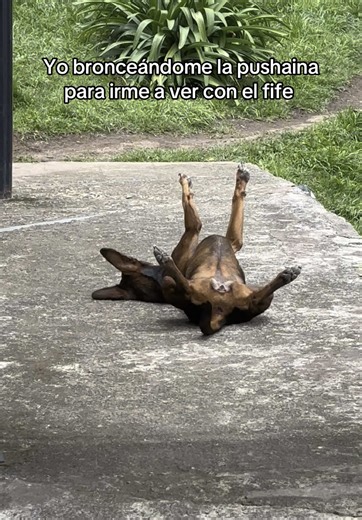 Explorando el Mundo del Potaxie y el Fife