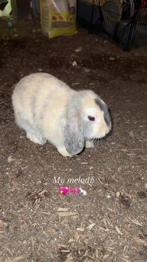 My bun bun 💖🎀. #bunny #bunnies #mymelody #bunnylove #binky | bunnies