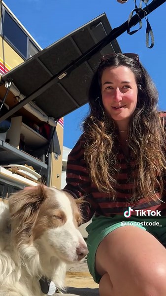 The Cutest Brown Bus Featuring Border Collies
