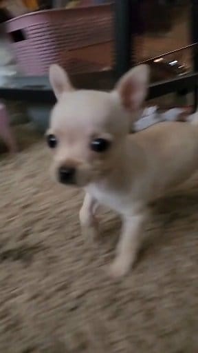 I ❤️ Princess Paisley #PrincessPaisley #Chihuahua #chihuahualove #chihuahualife #Chihuahuas #chihuahuamix #DogReels #DogsOfFacebook #DogLovers #DogLife | Darren Barwick