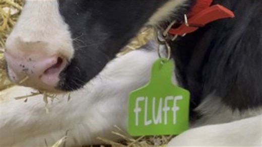 Adopt a Cow program at the PA Farm Show