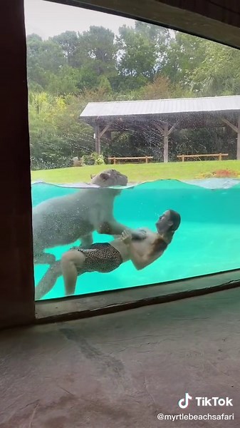 Not your average day in the pool 😳🐯 with @safarisiblings