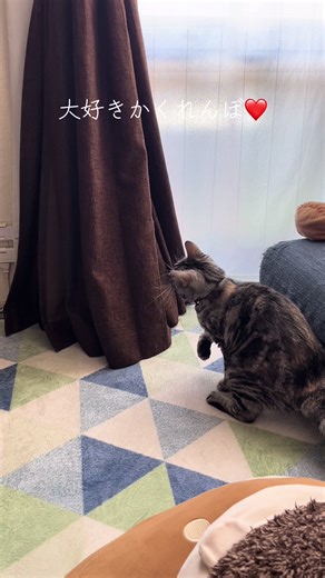 かくれんぼだーいすき🩷🩷 #トラネロ #保護猫 #猫のいる暮らし