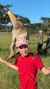 Look at how the giraffe is led - he is blindfolded, and his ears have been closed to minimize stress - often when catching giraffe for translocation, you have to lead them to the spot where the vehicle can reach them! 🦒🙌🏻 • • • #giraffe #animal #relocate #amazing #beautiful #wow #brookecarterofficial #conservationist #wildlife #instagram #reelsinstagram #viralvideos #checkthisout | Brooke.Carter