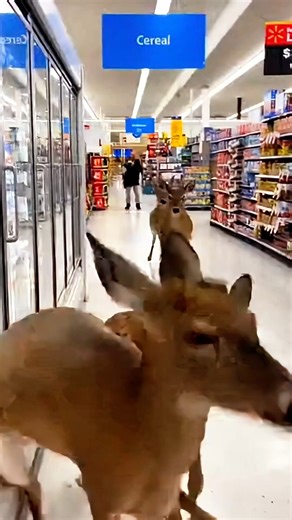 This just in— shoppers at the local Walmart in Baton Rouge are witnessing an unbelievable twist on their grocery run as a full herd of deer turns the supermarket into their personal playground! What started as a simple Saturday afternoon began spiraling into full-blown panic as the majestic creatures leaped through sliding doors, making their presence known in the snack aisle and completely disrupting the tidy rows of cereal and chips. Imagine the shock—a woman in the frozen food section staring