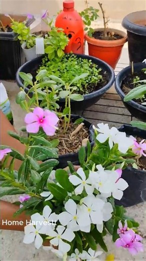 Genius Pruning Idea for Sada Bahar Plants 🔥 #shorts #gardening