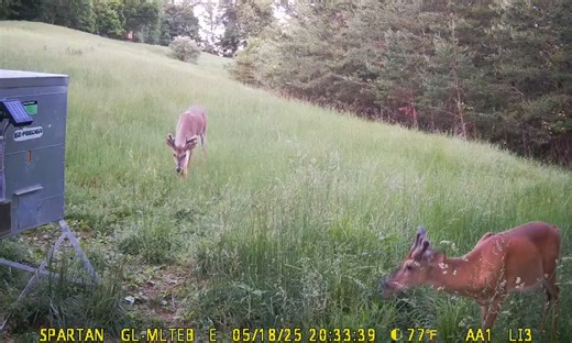 This never gets old! #Hunter #hunting #outdoors #velvet | Whitetail Frenzy
