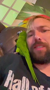 Never a dull moment when you have a hahns macaw around! Valkyrie is such a little ham, you can hear Icarus in the background, just out of view of the camera. | Straw Hat Parrots