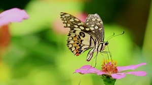 Download Colorful butterfly and beautiful patterns. butterflies feed on nectar from flowers in the morning. for free