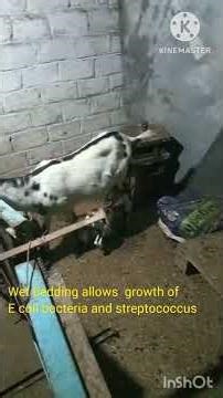 Bakri Shed Safai Ka Sahi Tarika | 90% Log Karte Hain Ye Galti!