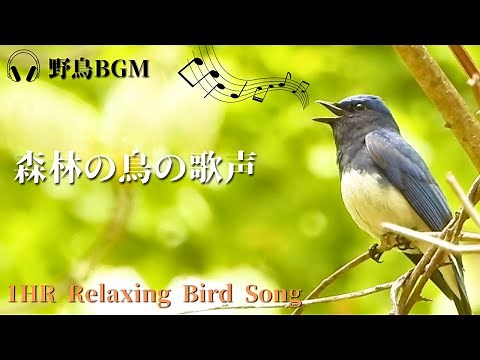 【作業用BGM / 鳥のさえずり】北海道の森林の鳥の鳴き声一覧 春編 Bird Songs - 1 HOUR of Birds Singing in the Forest/自然音/雪解け水/鳥の鳴き声