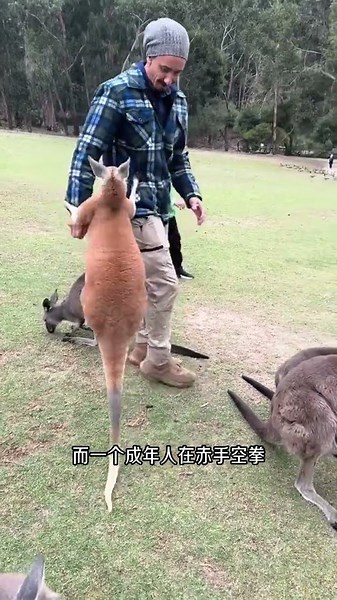 這一招可太狠了，澳洲袋鼠泛濫成災，竟把狗子引到水裡淹死？ #動物科普 #袋鼠
