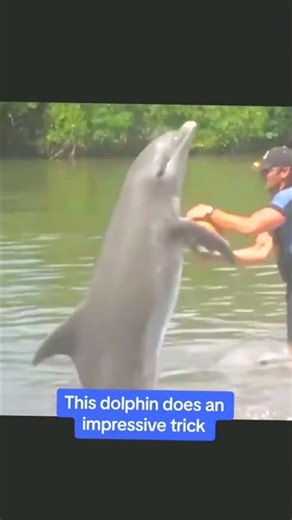 These are the most funny and impressive dolphins #dolphin #dolphins #dolphinsoftiktok #funnyanimals