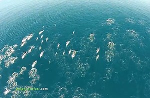 Jaw-dropping footage of a dolphin migration
