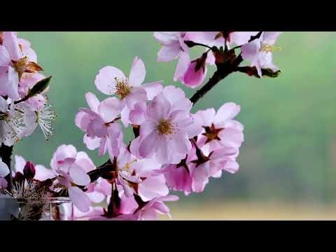 Blooms, tree blossoms, spring free stock video. Free for use & download