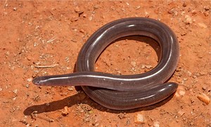 Blind Snake