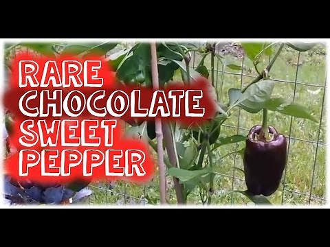 Chocolate Sweet Bell Peppers - First Harvest of Rare Sweet Pepper