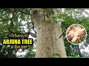 Arjuna Tree | Terminalia arjuna | अर्जुन वृक्ष | നീർമരുത്