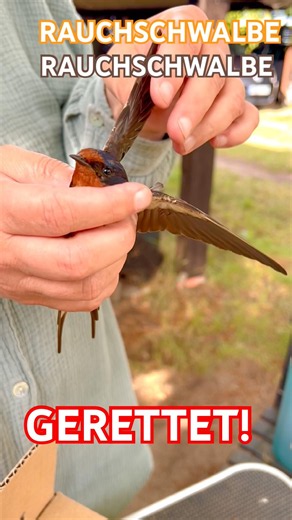 RAUCHSCHWALBE WURDE GERETTET! Nach Flug gegen Fenster haben wir den Vogel zur Wildtierhilfe gebracht